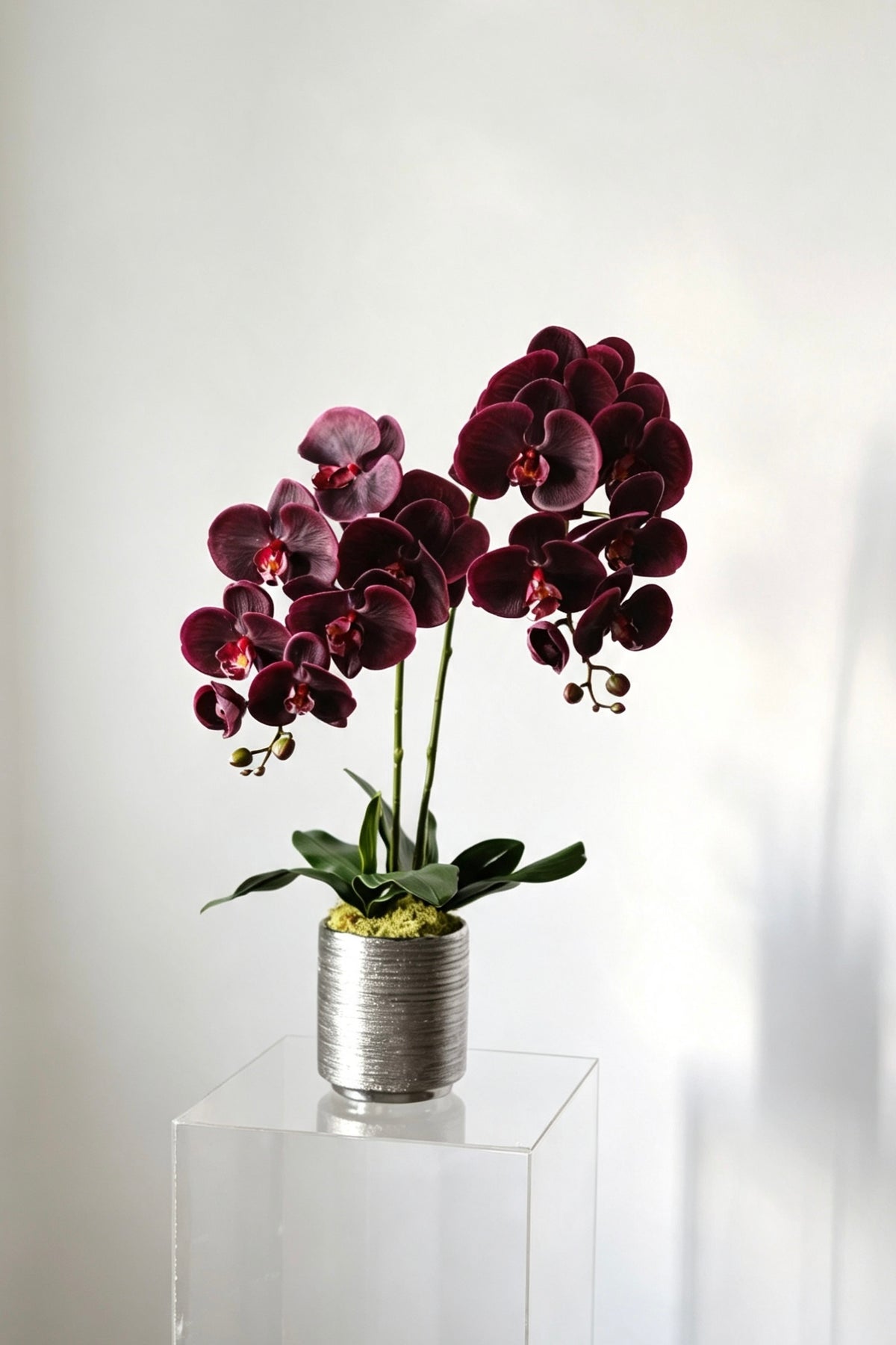 Velvet Noir — Life-Like Silk Orchid in Silver Pot (2 Stems)